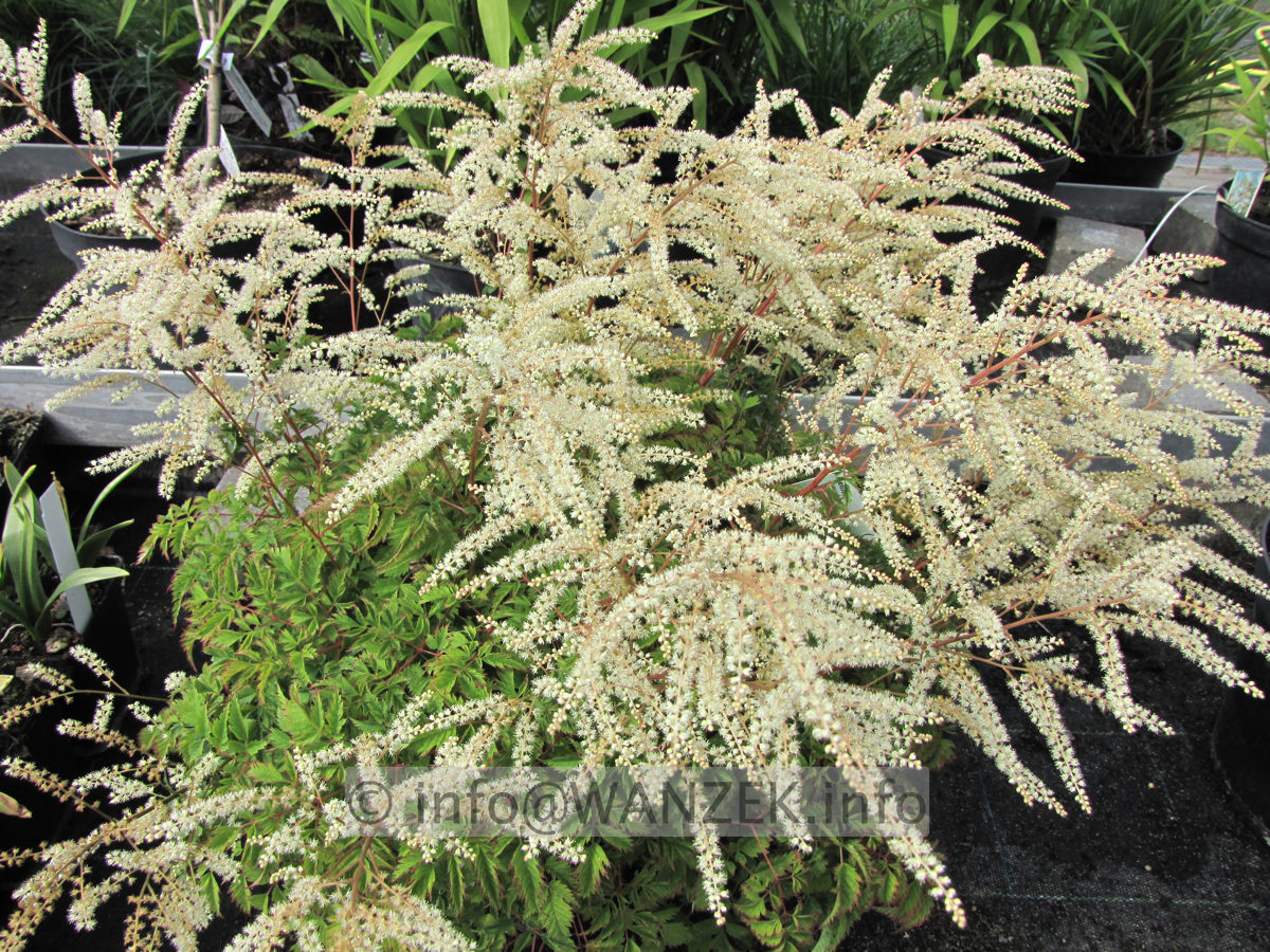Aruncus aethusifolius Johannisfest bluehend.JPG